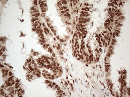 IRS1 Antibody (aa1-280, clone OTI3G10)