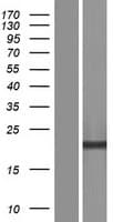 CPPED1 Protein (Over-Expression Lysate Myc-DDK (Flag))