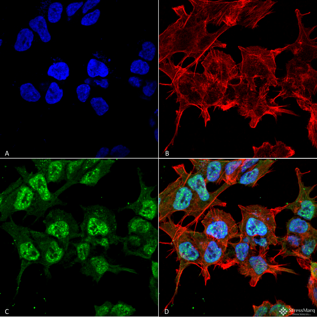 GABRA2 Antibody (clone S399-19)