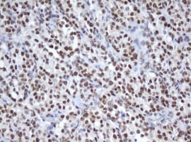 APEX1 / APE1 Antibody (clone OTI1H9)