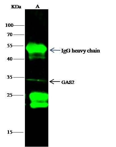 GAS2 Antibody (Preservative Free)