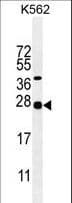 IHC-plus™ GAL / Galanin Antibody (aa48-79)
