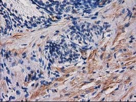 PDE2A Antibody (clone OTI3A4)