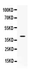 CD48 Antibody