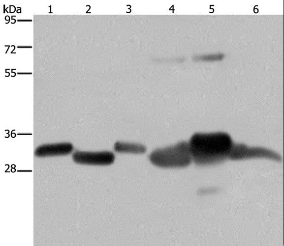 HMGCL Antibody