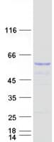 Human TAPBPL / TAPBPR Protein (Recombinant Myc-DDK (Flag))