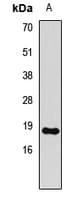 HIST3H3 Antibody