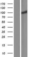 CNNM2 Protein (Over-Expression Lysate Myc-DDK (Flag))