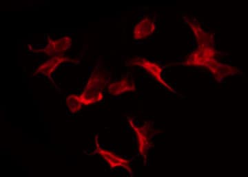 LASS4 Antibody