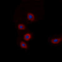 BRP44L Antibody (N-Terminus)