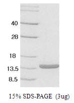 Mouse Leptin Protein (Recombinant)