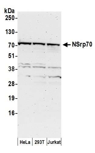 CCDC55 Antibody (aa508-558)