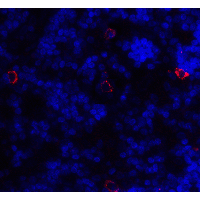 CD86 Antibody