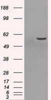 PPP5C Antibody (clone OTI1G2)