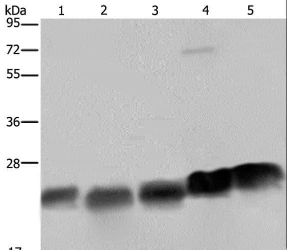 NDUFS8 Antibody