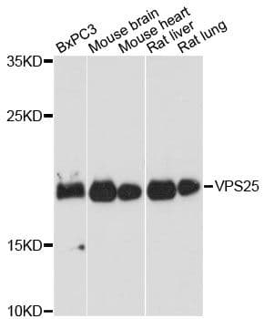 VPS25 Antibody