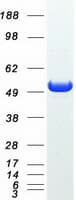 Human NT5DC1 Protein (Recombinant Myc-DDK (Flag))