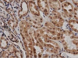 DNAJA2 Antibody (clone OTI1G3)