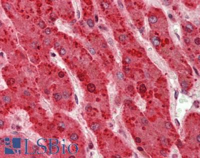 PathPlus™ Polyclonal Rabbit anti-Human HTRA2 / OMI Antibody (aa181-230, IHC)