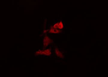 HEC1 / NDC80 Antibody