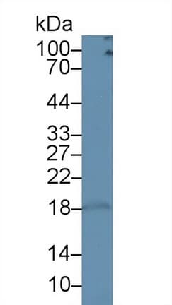 CD3D Antibody (aa22-104)