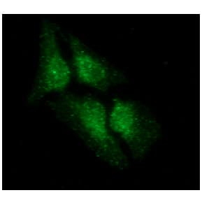 LSM5 Antibody (clone AT25F8)