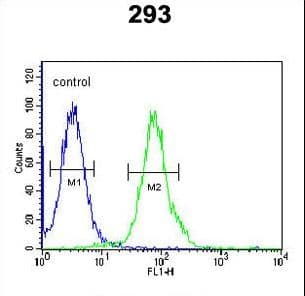 Polyclonal Rabbit anti-Human RTKN2 Antibody (aa99-127, WB)