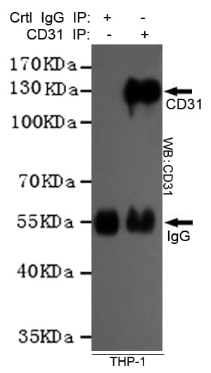 PECAM-1 / CD31 Antibody