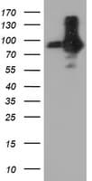 PECAM-1 / CD31 Antibody (clone OTI1G6)