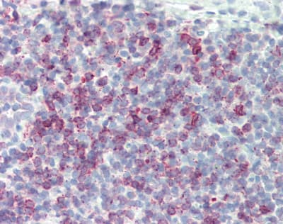 IL17F Antibody (aa31-163)
