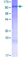 Human RANBP10 Protein (Recombinant GST)
