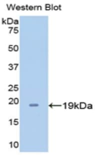 APOA1 / Apolipoprotein A 1 Antibody (aa122-267)