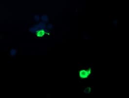 PSMF1 Antibody (clone OTI2D7, Carrier-free)