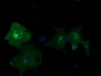 PDE2A Antibody (clone OTI3A4)