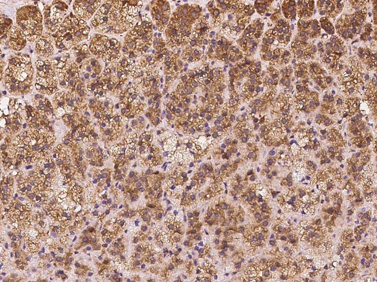 MAPRE2 / EB2 Antibody