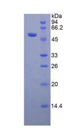 Mouse GZMB / Granzyme B Protein (Recombinant His-GST, N-terminus)