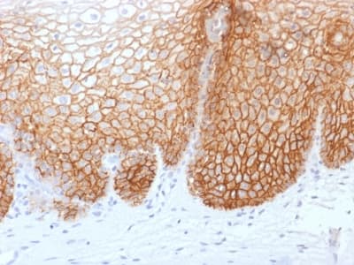 Recombinant Monoclonal Mouse anti-Human CD44 Antibody (clone rCD44v9/1459, Azide-free,Carrier-free, IHC)