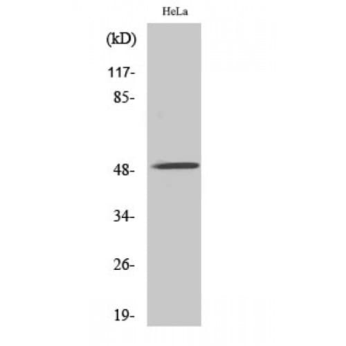 CHRNA10 Antibody (370-450 aa, C-terminal)