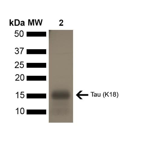 Human MAPT / Tau Protein (Recombinant)