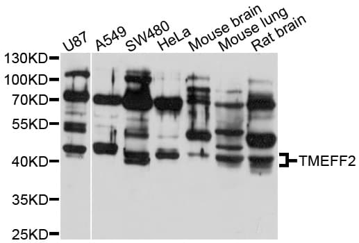 TMEFF2 Antibody