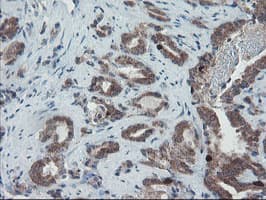 XTP4 / C17orf37 Antibody (clone OTI2D5)