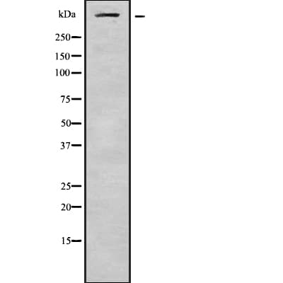 ASPM Antibody