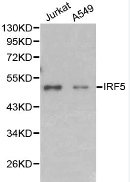 IRF5 Antibody