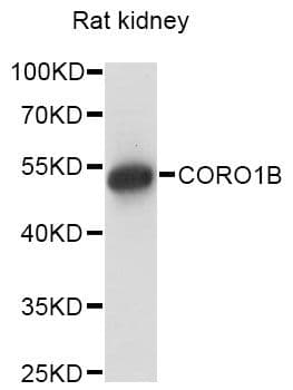 CORO1B Antibody