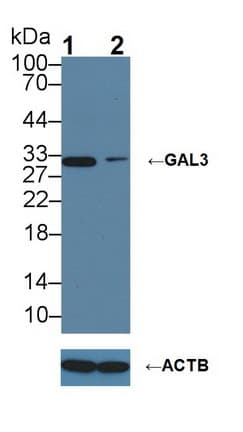 LGALS3 / Galectin 3 Antibody (aa2-264)
