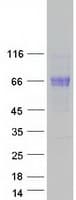 Human BTNL9 Protein (Recombinant Myc-DDK (Flag))