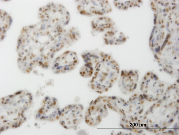 Monoclonal Mouse anti-Human CLK3 Antibody (clone 1F10, IHC, IF, WB)