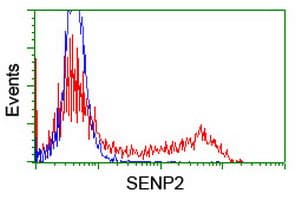 SENP2 Antibody (clone OTI5E1)