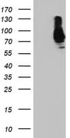 SAMHD1 Antibody (clone 3F5, Carrier-free)