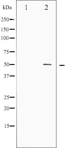 AML1 / RUNX1 Antibody (phospho-Ser276)